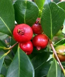 Strawberry Guava Live Plant 4-6 Inch Tall - Red Sweet Guava Tree Outdoor - Image 3