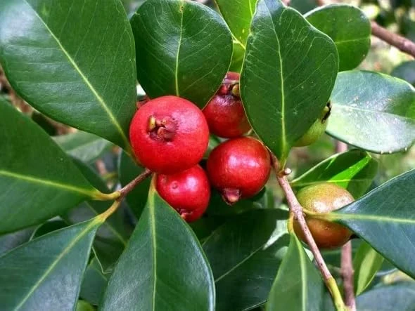 Strawberry Guava Live Plant 4-6 Inch Tall - Red Sweet Guava Tree Outdoor - Image 3