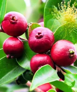 Strawberry Guava Live Plant 4-6 Inch Tall - Red Sweet Guava Tree Outdoor - Image 4