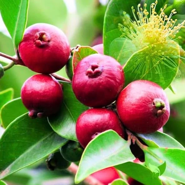 Strawberry Guava Live Plant 4-6 Inch Tall - Red Sweet Guava Tree Outdoor - Image 4