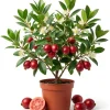 Strawberry Guava Live Plant 4-6 Inch Tall - Red Sweet Guava Tree Outdoor - Image 1