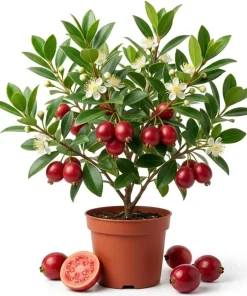 Strawberry Guava Live Plant 4-6 Inch Tall - Red Sweet Guava Tree Outdoor - Image 1