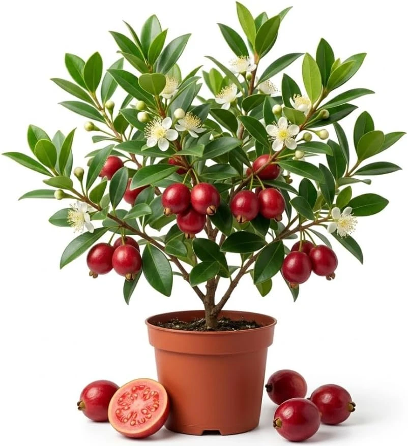 Strawberry Guava Live Plant 4-6 Inch Tall - Red Sweet Guava Tree Outdoor - Image 1