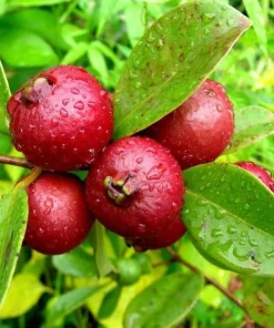 Strawberry Guava Live Plant - Red Tropical Fruit Tree 4-6 Inches Tall - Image 2