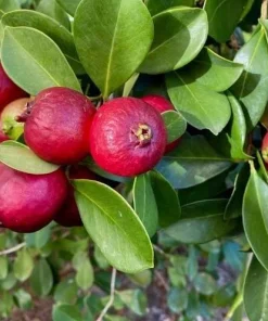 Strawberry Guava Live Plant - Red Tropical Fruit Tree 4-6 Inches Tall - Image 3