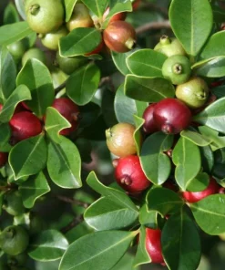 Strawberry Guava Live Plant - Red Tropical Fruit Tree 4-6 Inches Tall - Image 4