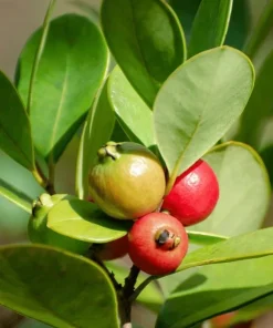 Strawberry Guava Live Plant - Red Tropical Fruit Tree 4-6 Inches Tall - Image 5