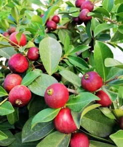 Strawberry Guava Live Plant - Red Tropical Fruit Tree 4-6 Inches Tall - Image 6