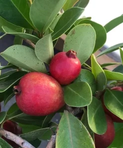 Strawberry Guava Live Plant - Red Tropical Fruit Tree 4-6 Inches Tall - Image 7