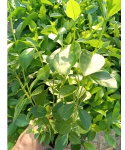 Strawberry Guava Live Plant - Red Tropical Fruit Tree 4-6 Inches Tall - Image 8