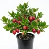 Strawberry Guava Live Plant - Red Tropical Fruit Tree 4-6 Inches Tall - Image 1