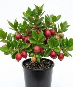 Strawberry Guava Live Plant - Red Tropical Fruit Tree 4-6 Inches Tall - Image 1