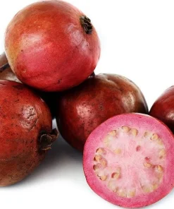 Strawberry Guava Tree Live Plant 4-6 Inch Tall - Tropical Fruit - Image 2