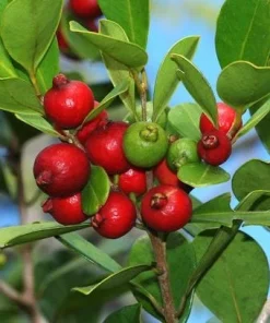 Strawberry Guava Tree Live Plant 4-6 Inch Tall - Tropical Fruit - Image 3