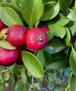 Strawberry Guava Tree Live Plant 4-6 Inch Tall - Tropical Fruit - Image 4