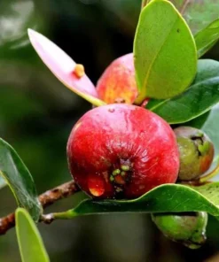 Strawberry Guava Tree Live Plant 4-6 Inch Tall - Tropical Fruit - Image 5