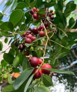 Strawberry Guava Tree Live Plant 4-6 Inch Tall - Tropical Fruit - Image 6