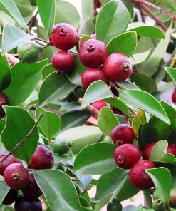 Strawberry Guava Tree Live Plant 4-6 Inch Tall - Tropical Fruit - Image 7