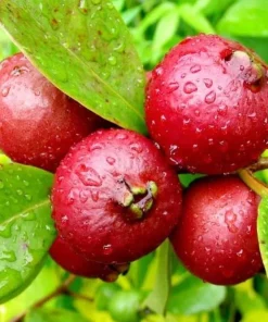 Strawberry Guava Tree Live Plant 4-6 Inch Tall - Tropical Fruit - Image 8