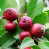 Strawberry Guava Tree Live Plant 4-6 Inch Tall - Tropical Fruit - Image 1