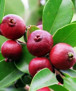 Strawberry Guava Tree Live Plant 4-6 Inch Tall - Tropical Fruit - Image 1