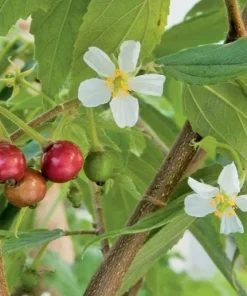 Strawberry Jamaican Cherry Live Plant, 4-6 Inch Tall Tropical Fruit Tree - Image 2