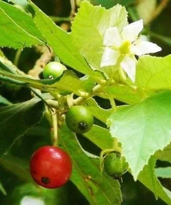 Strawberry Jamaican Cherry Live Plant, 4-6 Inch Tall Tropical Fruit Tree - Image 3
