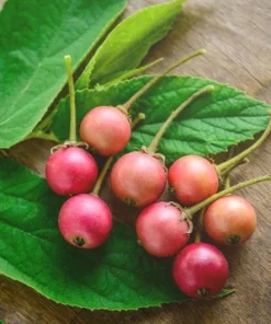 Strawberry Jamaican Cherry Live Plant, 4-6 Inch Tall Tropical Fruit Tree - Image 4