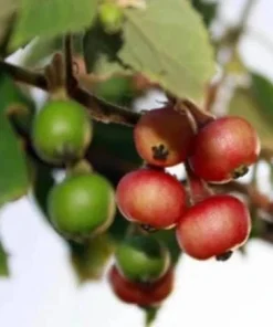 Strawberry Jamaican Cherry Live Plant, 4-6 Inch Tall Tropical Fruit Tree - Image 5