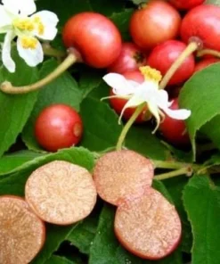 Strawberry Jamaican Cherry Live Plant, 4-6 Inch Tall Tropical Fruit Tree - Image 6
