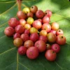 Strawberry Jamaican Cherry Live Plant, 4-6 Inch Tall Tropical Fruit Tree - Image 1