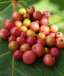 Strawberry Jamaican Cherry Live Plant, 4-6 Inch Tall Tropical Fruit Tree - Image 1