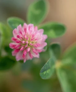Strawberry Palestine Clover Seeds - Heirloom Trifolium for Soil, Forage - 800 Seed Pack - Image 2