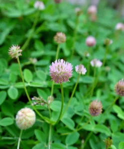 Strawberry Palestine Clover Seeds - Heirloom Trifolium for Soil, Forage - 800 Seed Pack - Image 3