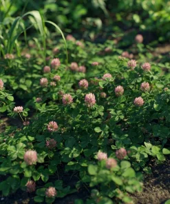 Strawberry Palestine Clover Seeds - Heirloom Trifolium for Soil, Forage - 800 Seed Pack - Image 4