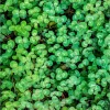 Strawberry Palestine Clover Seeds - Heirloom Trifolium for Soil, Forage - 800 Seed Pack - Image 1
