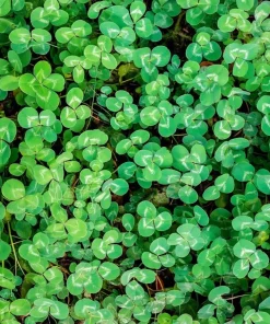 Strawberry Palestine Clover Seeds - Heirloom Trifolium for Soil, Forage - 800 Seed Pack - Image 1
