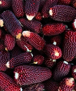 Strawberry Popcorn Corn Seeds - 150 Zea Mays Vegetable Seeds, Red - Image 10