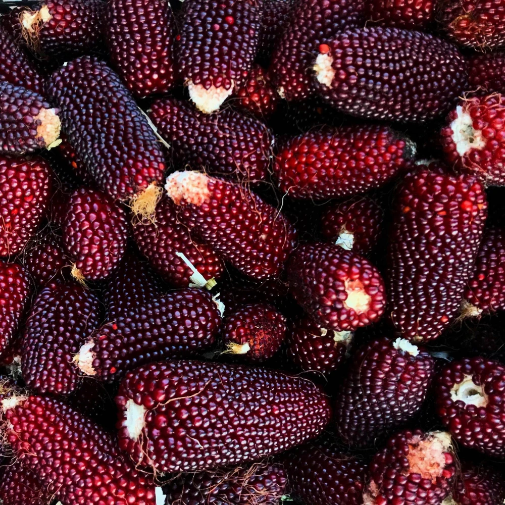 Strawberry Popcorn Corn Seeds - 150 Zea Mays Vegetable Seeds, Red - Image 10