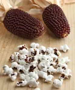 Strawberry Popcorn Corn Seeds - 150 Zea Mays Vegetable Seeds, Red - Image 2