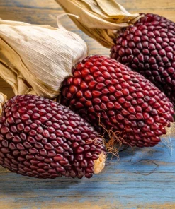 Strawberry Popcorn Corn Seeds - 150 Zea Mays Vegetable Seeds, Red - Image 1