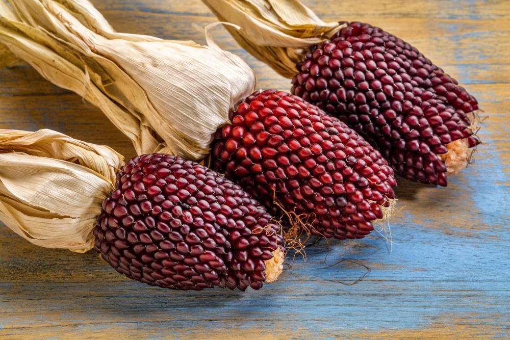 Strawberry Popcorn Corn Seeds - 150 Zea Mays Vegetable Seeds, Red - Image 1