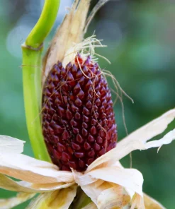 Strawberry Popcorn Corn Seeds - 150 Zea Mays Vegetable Seeds, Red - Image 3