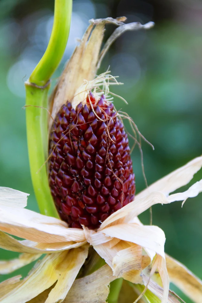 Strawberry Popcorn Corn Seeds - 150 Zea Mays Vegetable Seeds, Red - Image 3