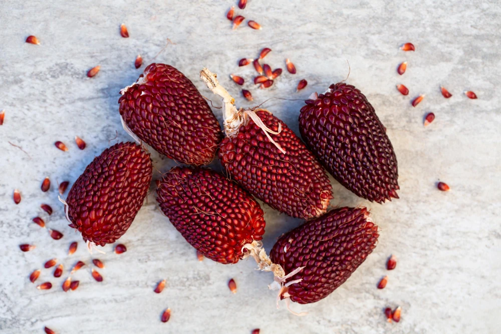 Strawberry Popcorn Corn Seeds - 150 Zea Mays Vegetable Seeds, Red - Image 4