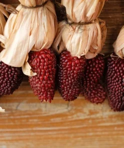 Strawberry Popcorn Corn Seeds - 150 Zea Mays Vegetable Seeds, Red - Image 5