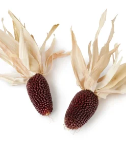 Strawberry Popcorn Corn Seeds - 150 Zea Mays Vegetable Seeds, Red - Image 6