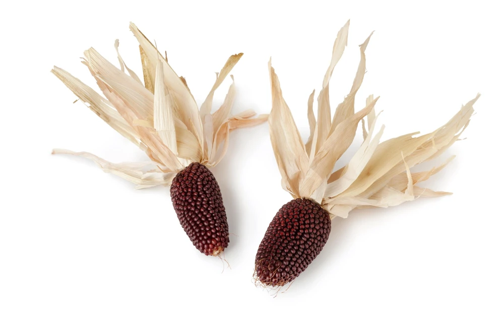Strawberry Popcorn Corn Seeds - 150 Zea Mays Vegetable Seeds, Red - Image 6