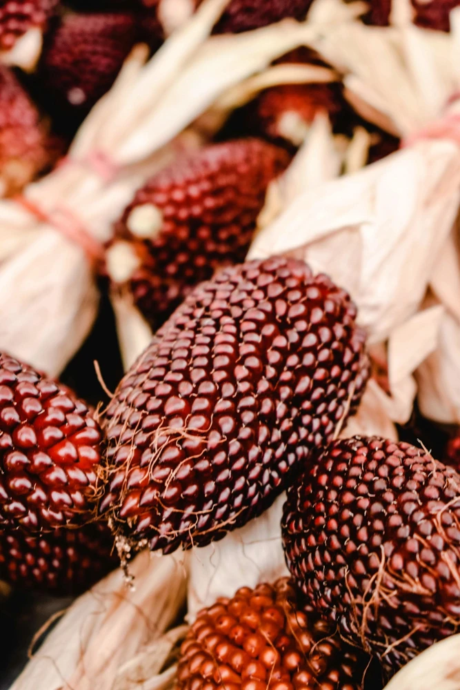 Strawberry Popcorn Corn Seeds - 150 Zea Mays Vegetable Seeds, Red - Image 8