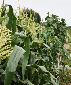 Strawberry Popcorn Corn Seeds - 150 Zea Mays Vegetable Seeds, Red - Image 9